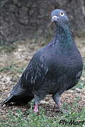 Pigeon biset