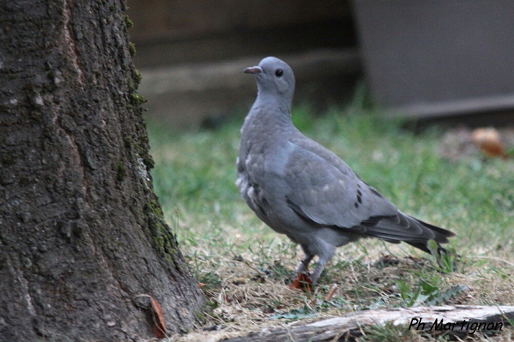 Pigeon biset, identification