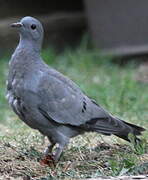 Rock Dove