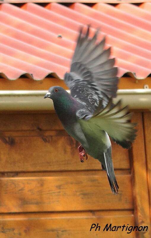 Pigeon biset, Vol