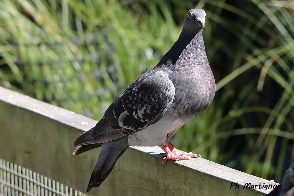 Rock Dove