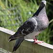 Pigeon biset