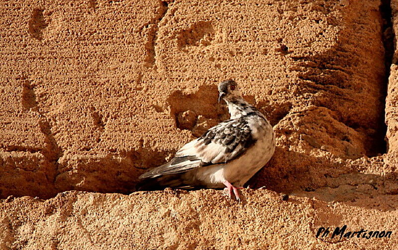 Rock Dove