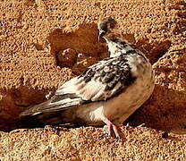 Rock Dove