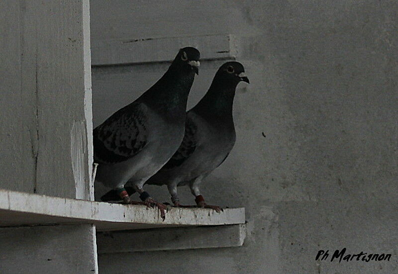 Pigeon biset