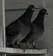 Pigeon biset