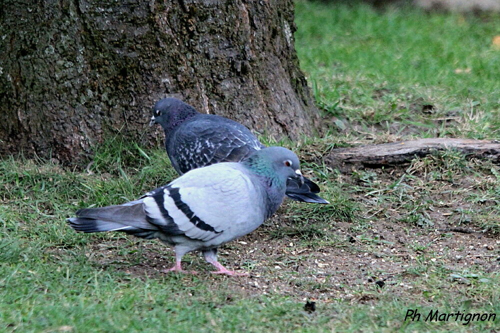 Pigeon biset, identification