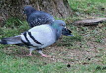 Pigeon biset