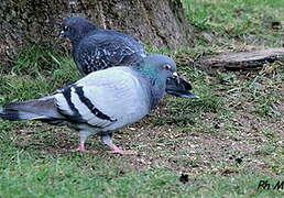 Rock Dove