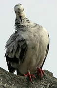 Rock Dove