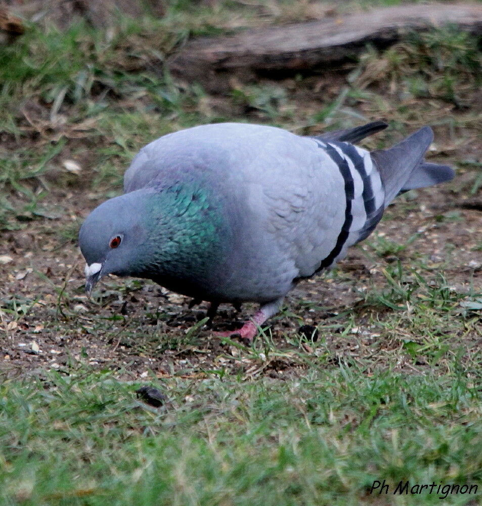 Rock Dove, identification