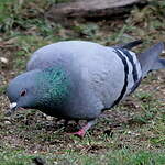 Pigeon biset