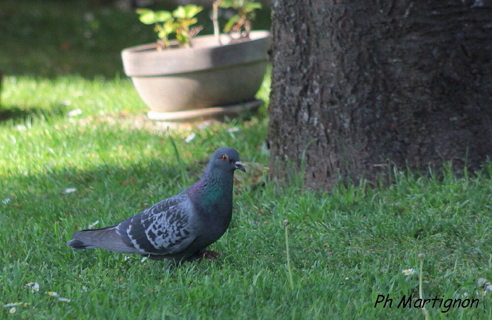 Pigeon biset, identification