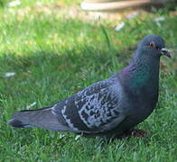 Pigeon biset