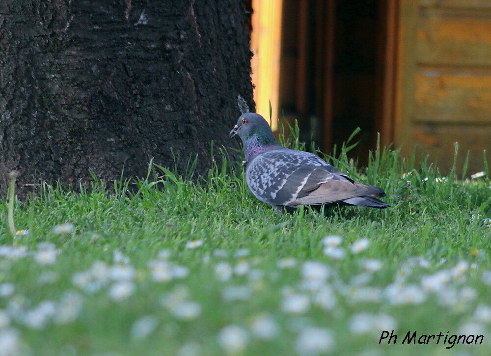 Pigeon biset, identification