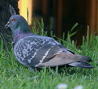 Pigeon biset