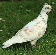 Rock Dove