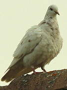 Rock Dove