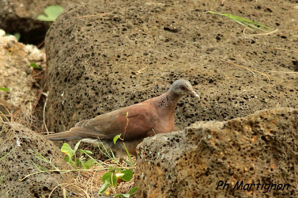 Malagasy Turtle Dove, identification