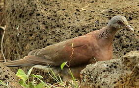 Malagasy Turtle Dove