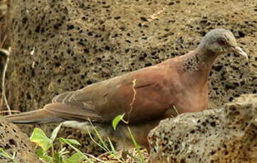 Pigeon de Madagascar