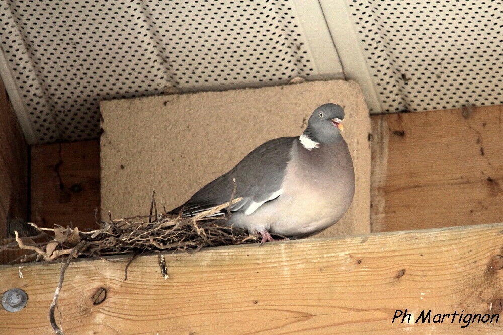 Common Wood Pigeon, identification