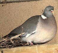 Common Wood Pigeon