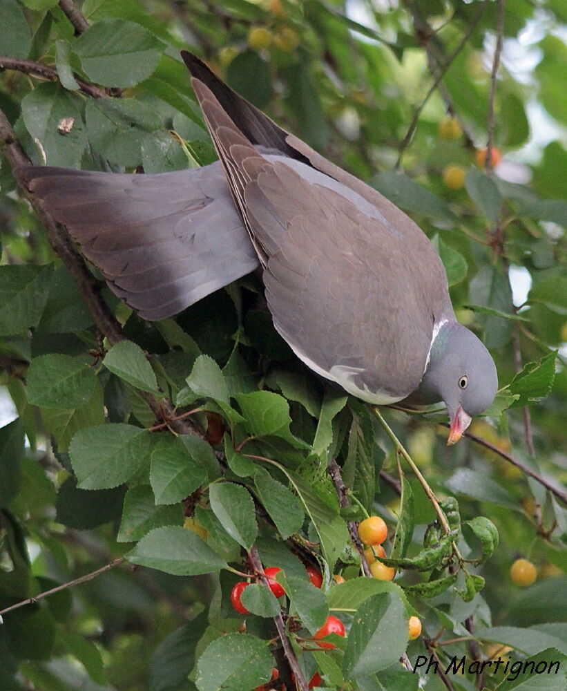 Common Wood Pigeon, identification