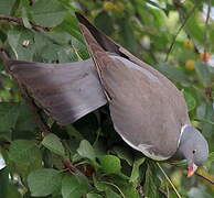 Common Wood Pigeon