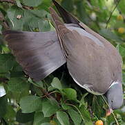 Common Wood Pigeon