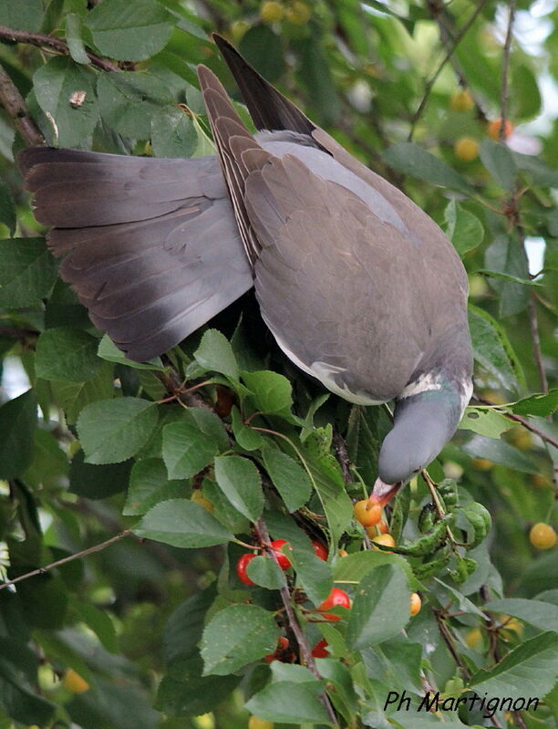 Common Wood Pigeon, identification, feeding habits, eats