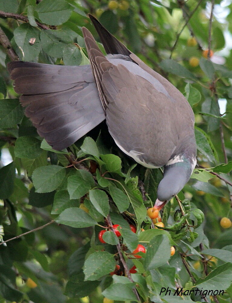 Pigeon ramier, identification, régime, mange