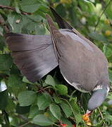 Common Wood Pigeon