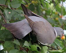 Common Wood Pigeon