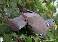 Common Wood Pigeon