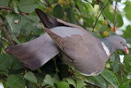 Common Wood Pigeon