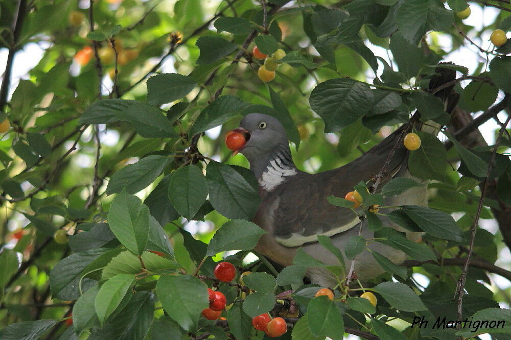 Common Wood Pigeon, identification, eats