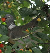 Common Wood Pigeon