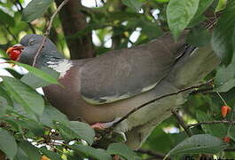 Common Wood Pigeon