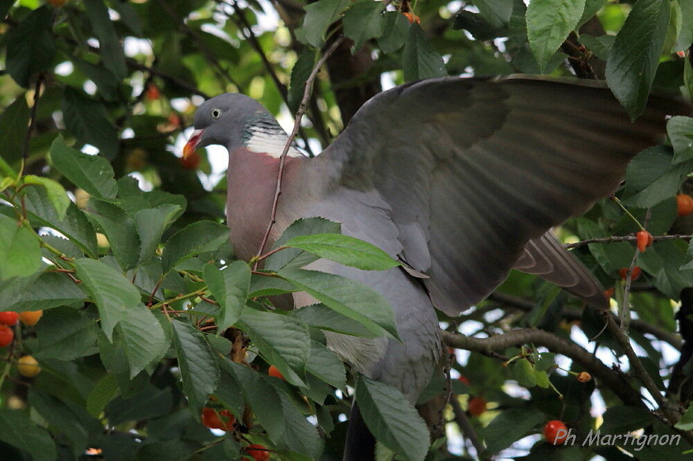 Pigeon ramier, identification