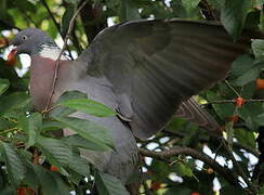 Common Wood Pigeon