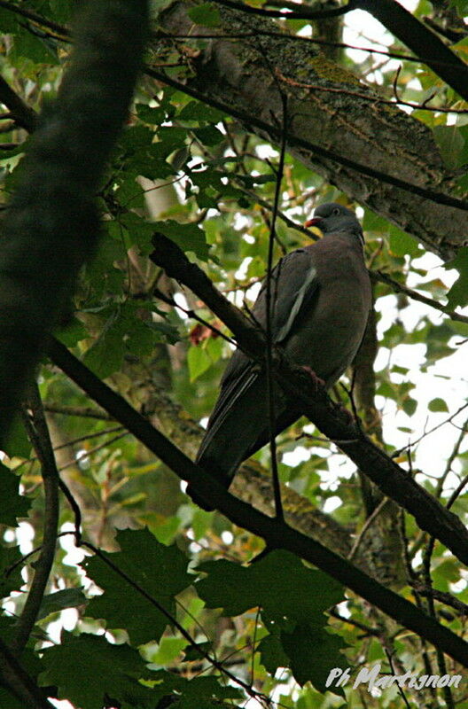 Pigeon ramier, identification