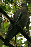 Common Wood Pigeon