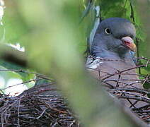 Common Wood Pigeon