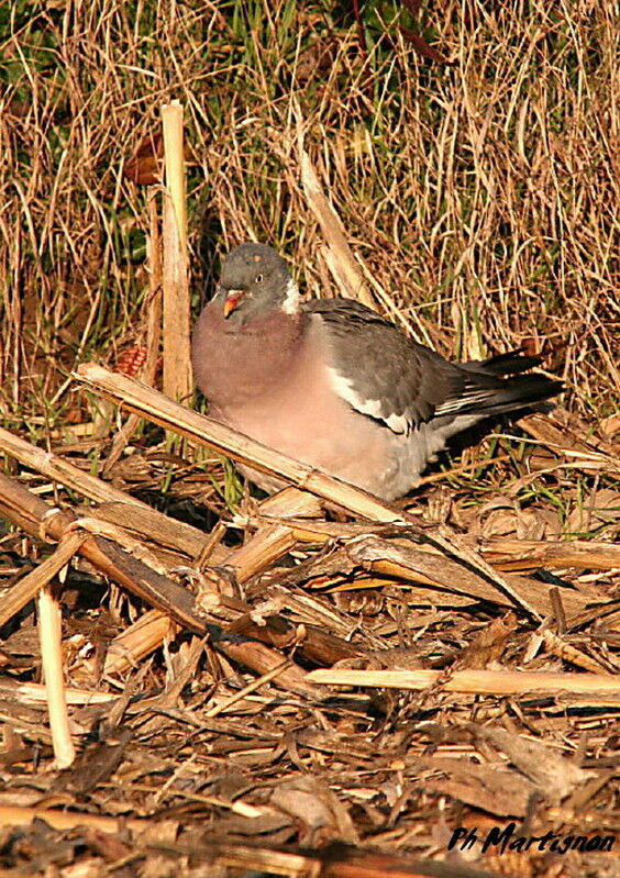 Common Wood Pigeon, identification