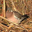 Pigeon ramier