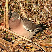 Common Wood Pigeon