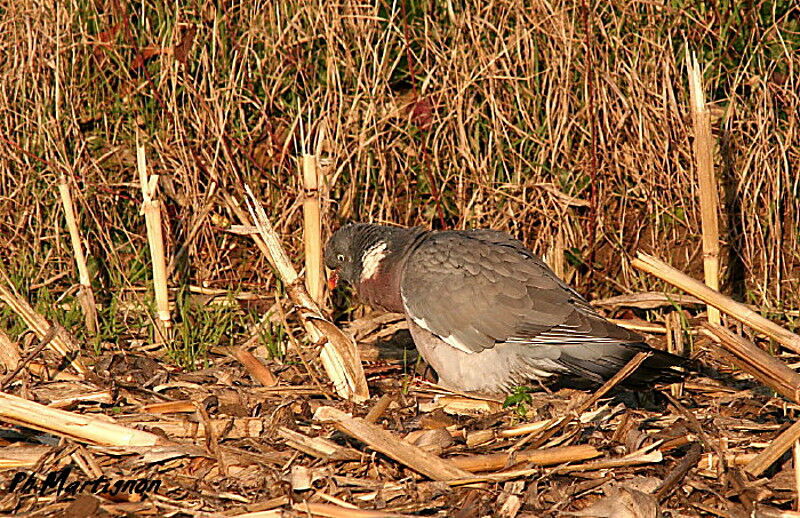 Common Wood Pigeon, identification