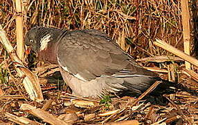 Common Wood Pigeon