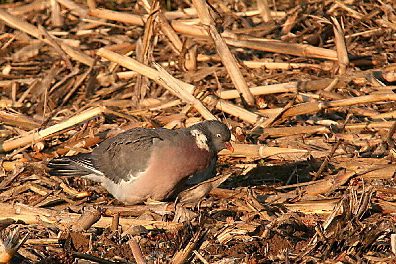 Common Wood Pigeon, identification